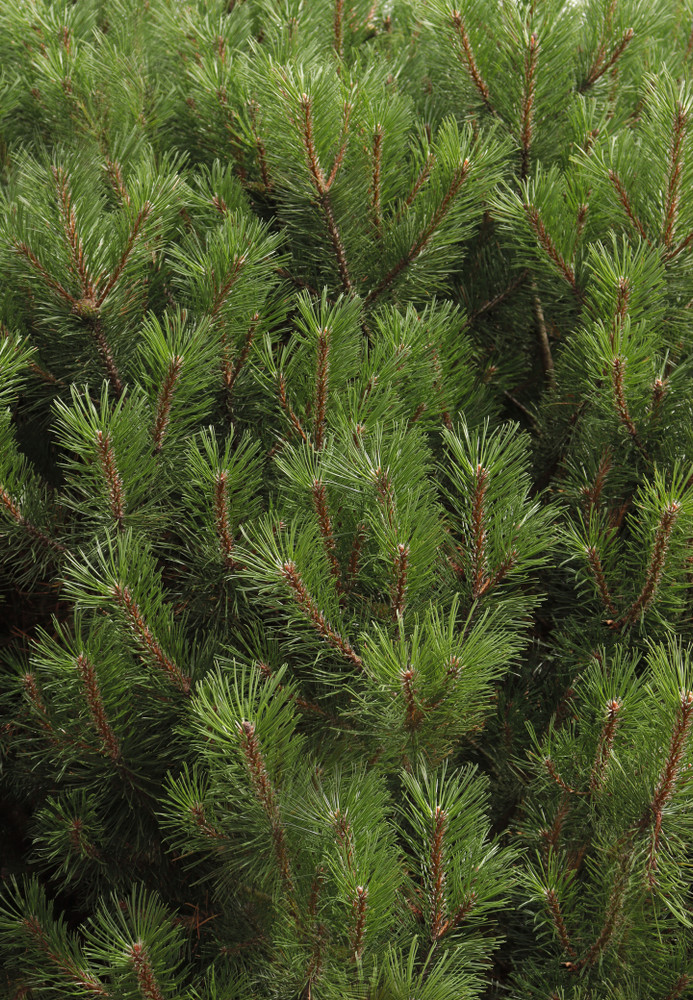Dwarf Alberta Spruce - Picea - 6" pot - Very Hardy