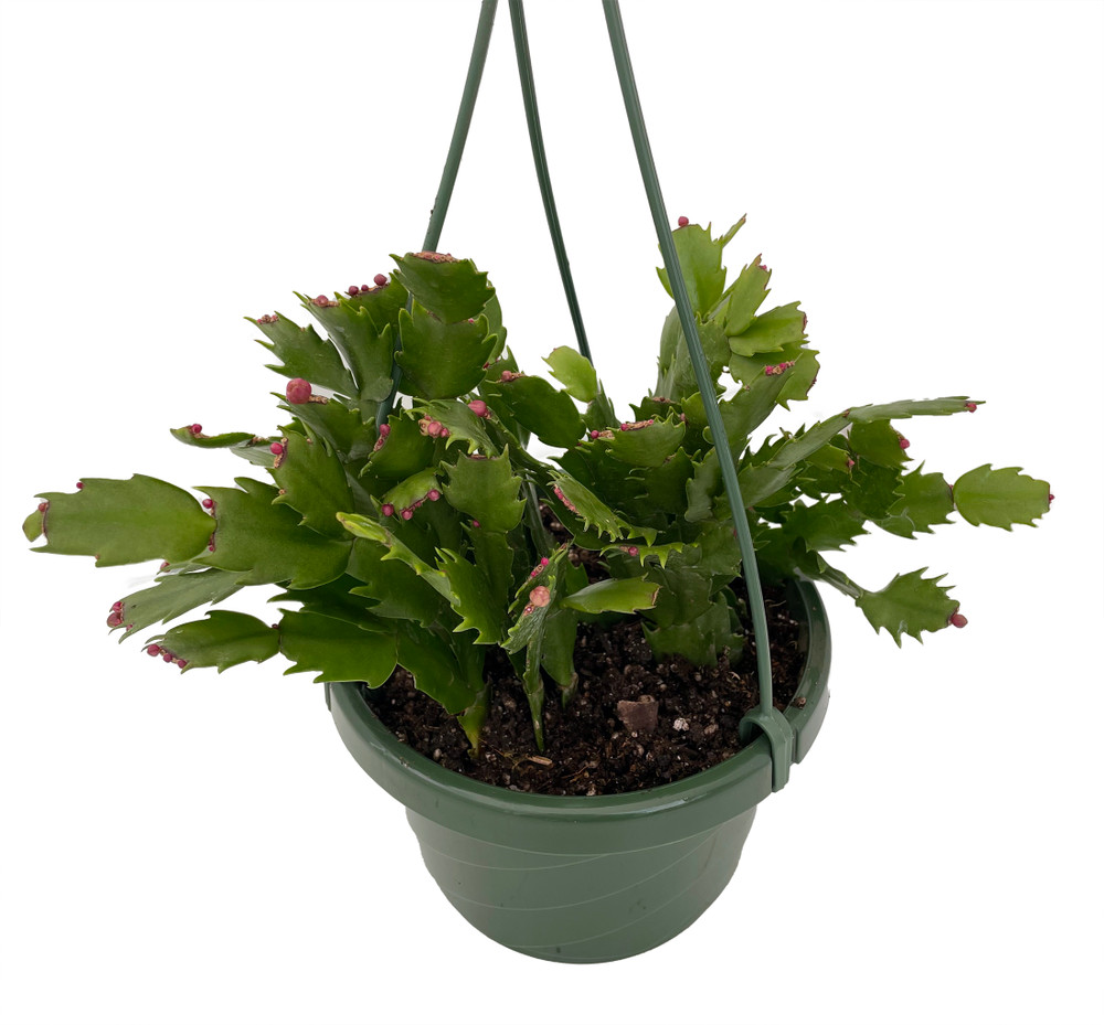 White Christmas Cactus Plant -6" Hanging Basket - Zygocactus
