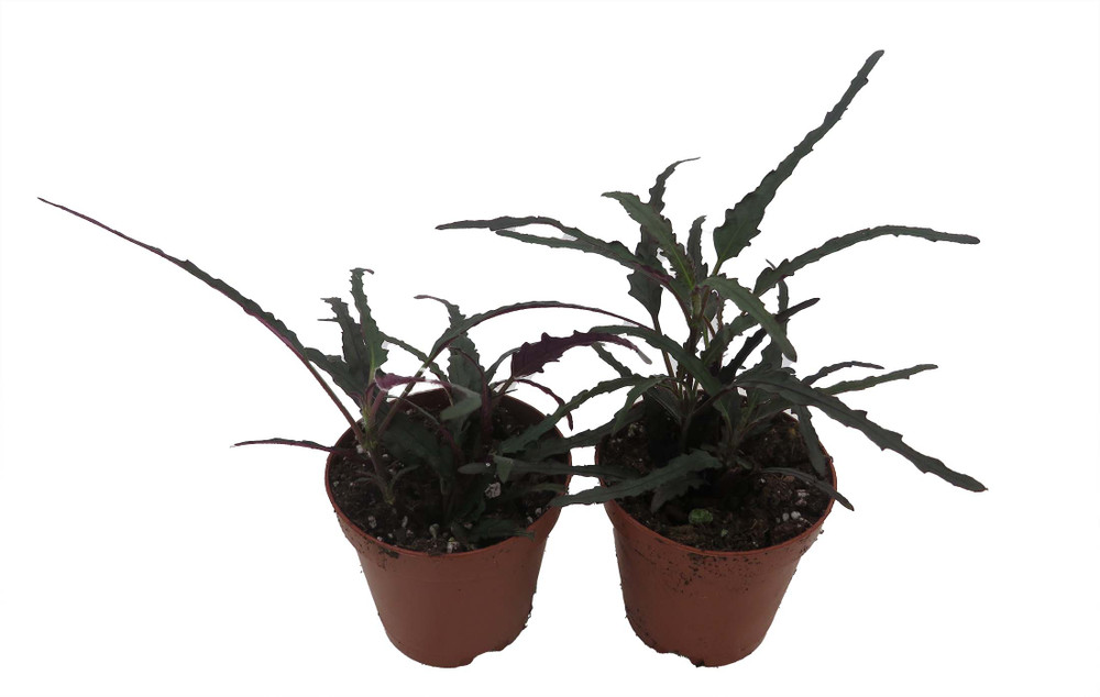 Dragon's Tongue Plant - Hemigraphis - Terrarium/FairyGarden/Houseplant- 2" Pots - 2 Pack