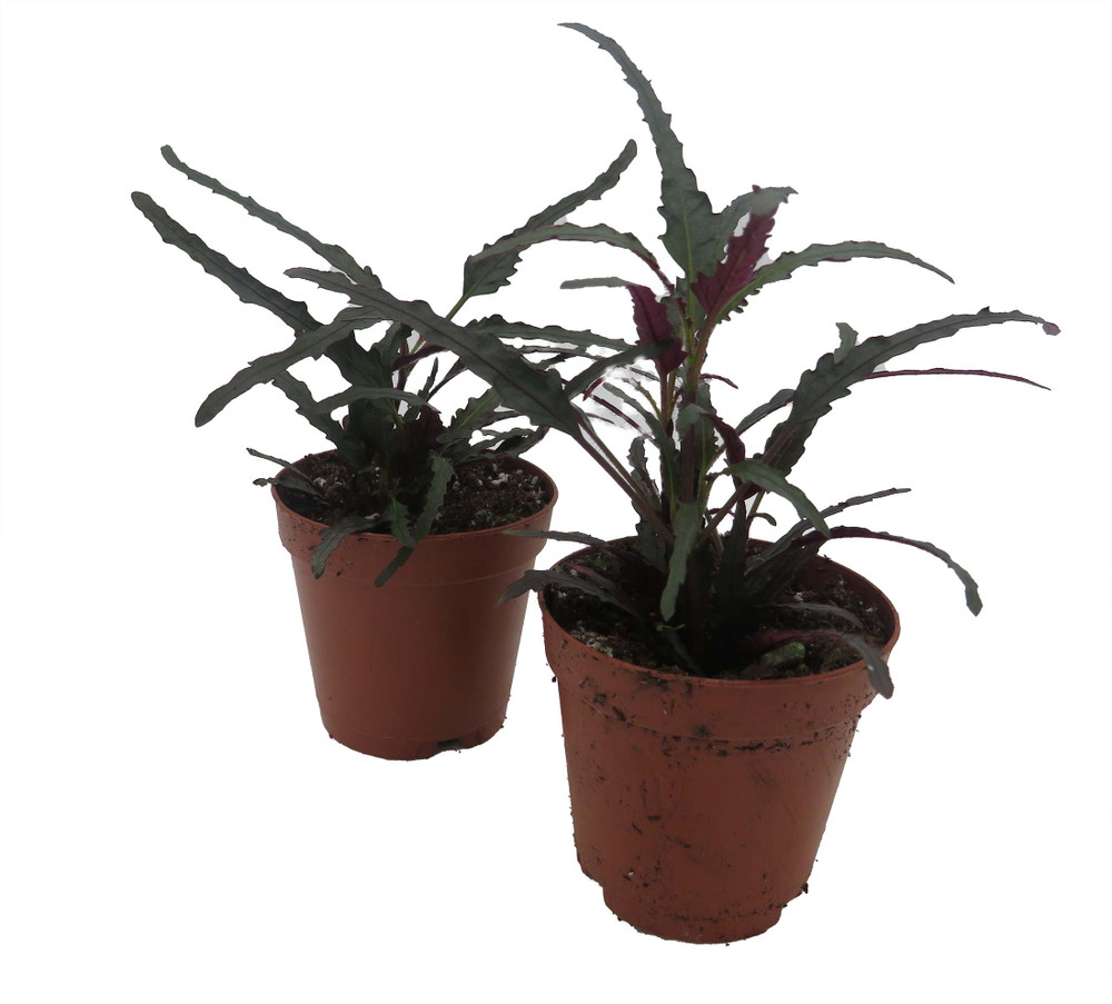 Dragon's Tongue Plant - Hemigraphis - Terrarium/FairyGarden/Houseplant- 2" Pots - 2 Pack