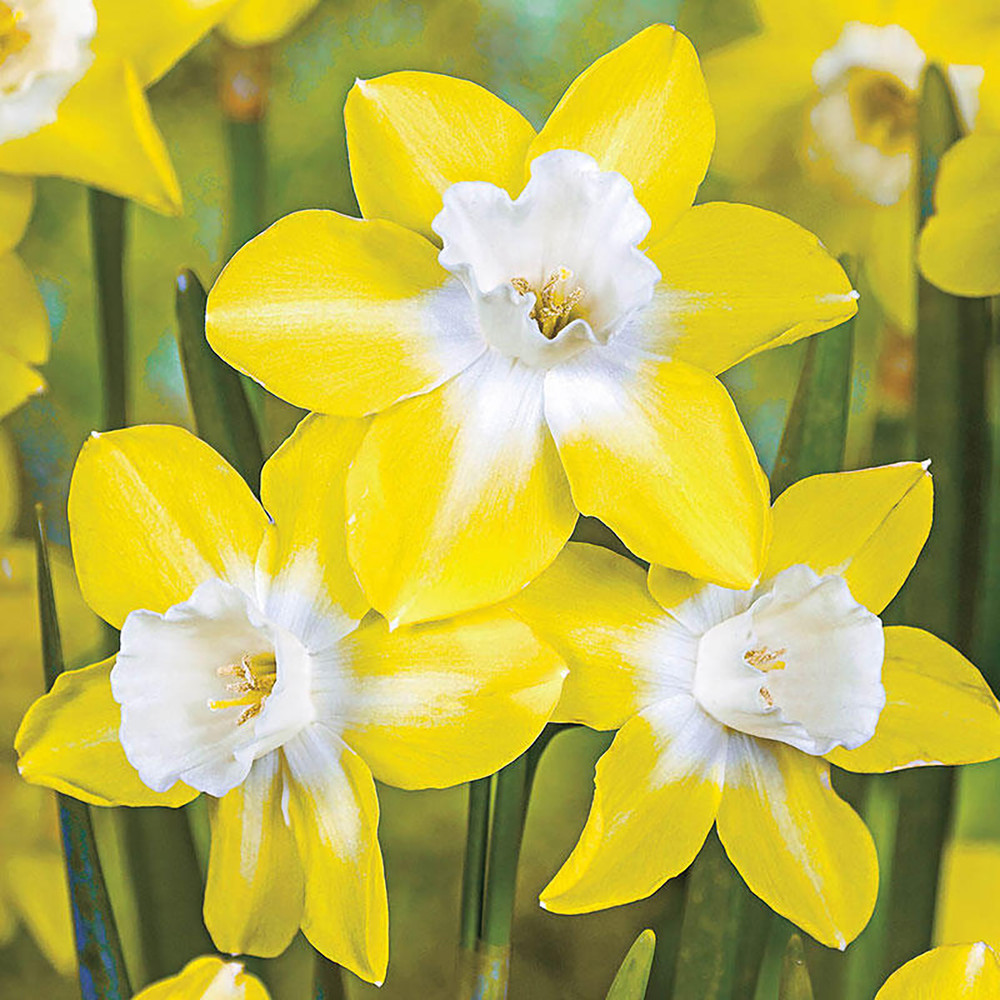 Pipit Jonquilla Narcissus/Daffodil - 7 Bulbs - 12/14 cm Bulbs