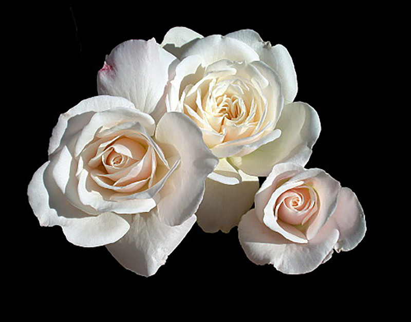 Climbing Iceberg Rose - Honey Fragrance - 4" Pot - Repeat Bloomer