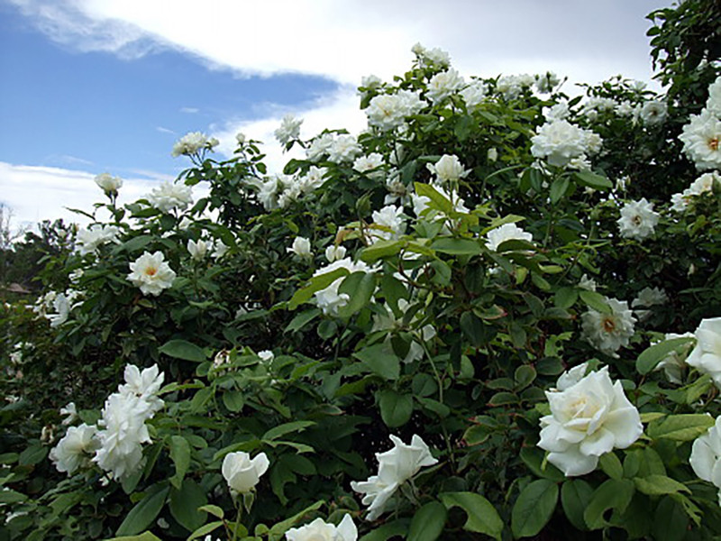 Climbing Iceberg Rose - Honey Fragrance - 4" Pot - Repeat Bloomer
