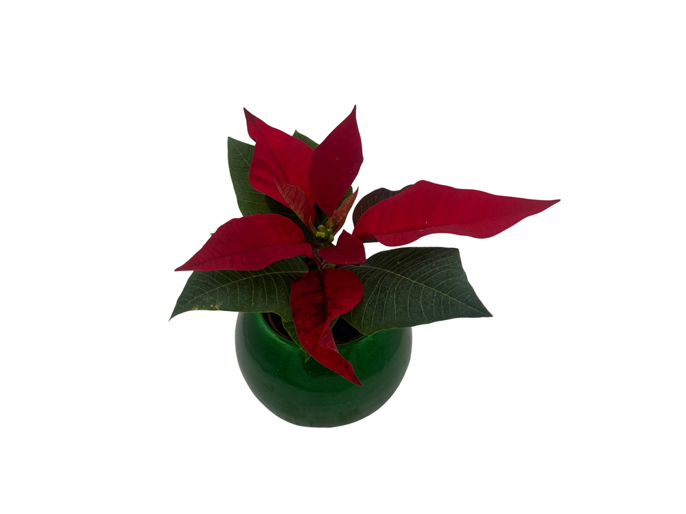 Green Globe Holiday Planter with Live Poinsettia Plant - 2" Pot