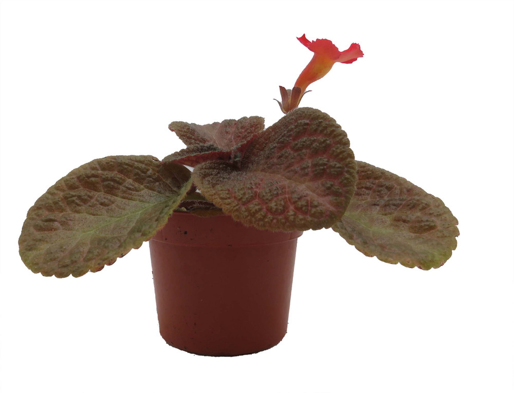 Ghost Story Flame Violet - Episcia - 2.5" Pot - Great House Plant