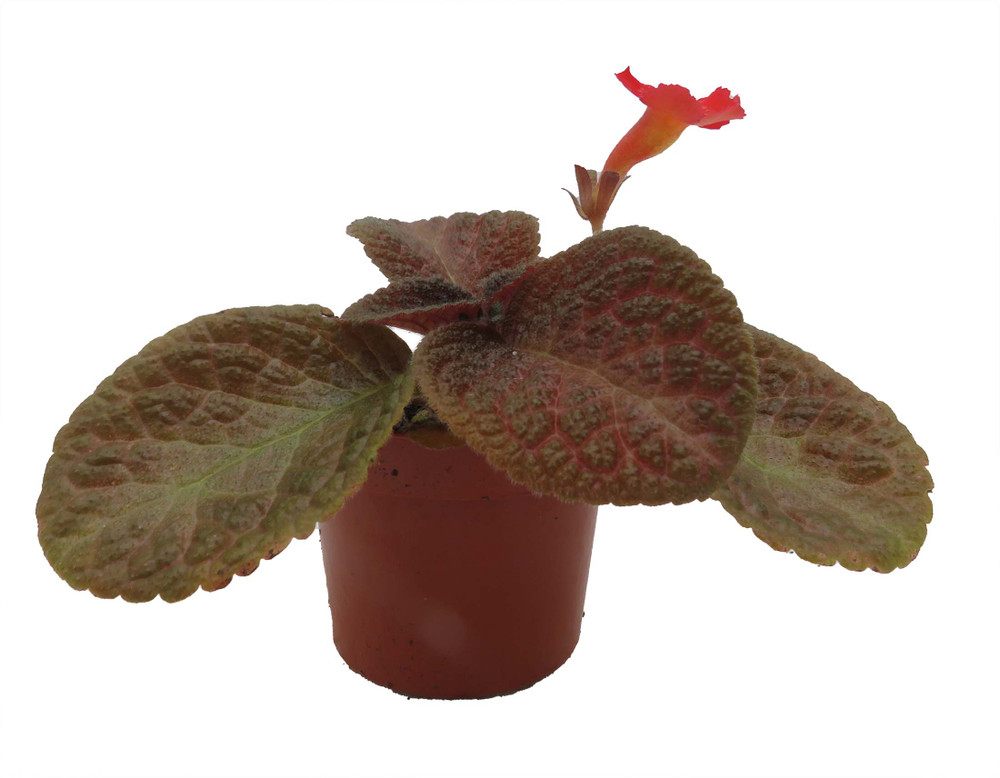 Ghost Story Flame Violet - Episcia - 2.5" Pot - Great House Plant