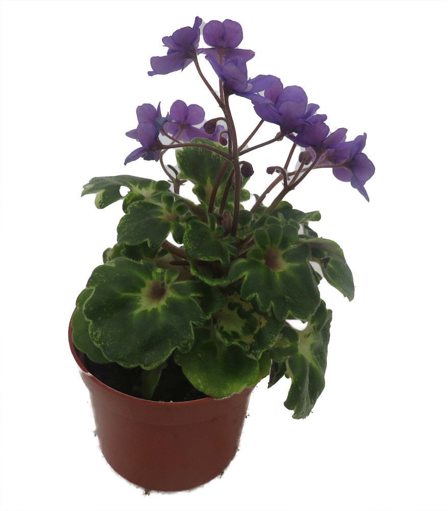 Biscayne Trail Micro Miniature African Violet - 2.5" Pot - Violet Collector's Series
