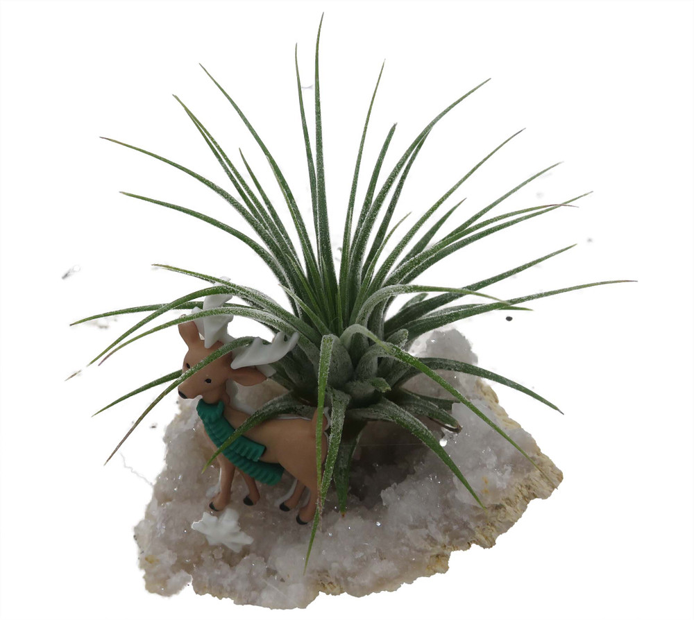 Reindeer Christmas Geode with Live Air Plant - Tillandsia