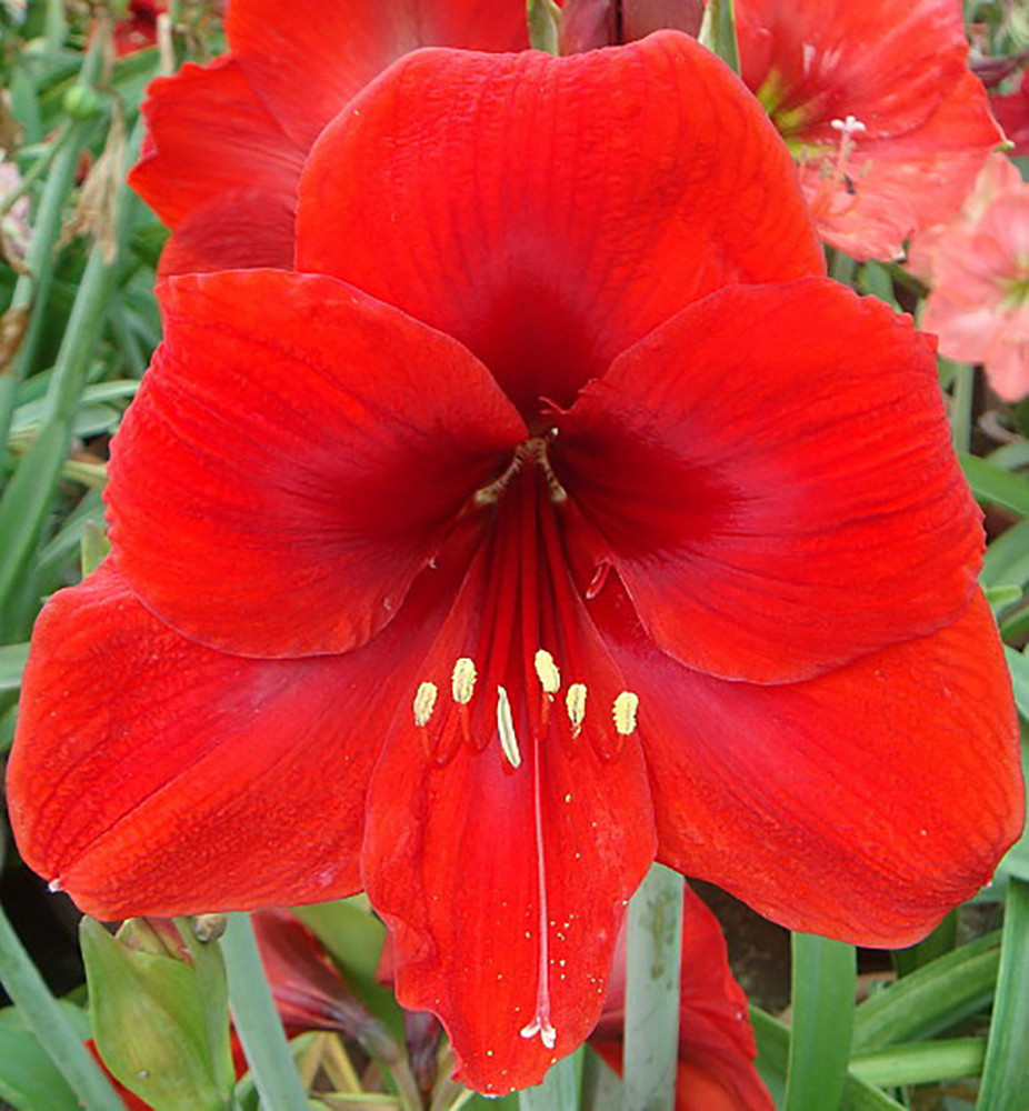 Red Lion with Gold Lacquer Splatter Waxed Jumbo Amaryllis -Holiday Blooms
