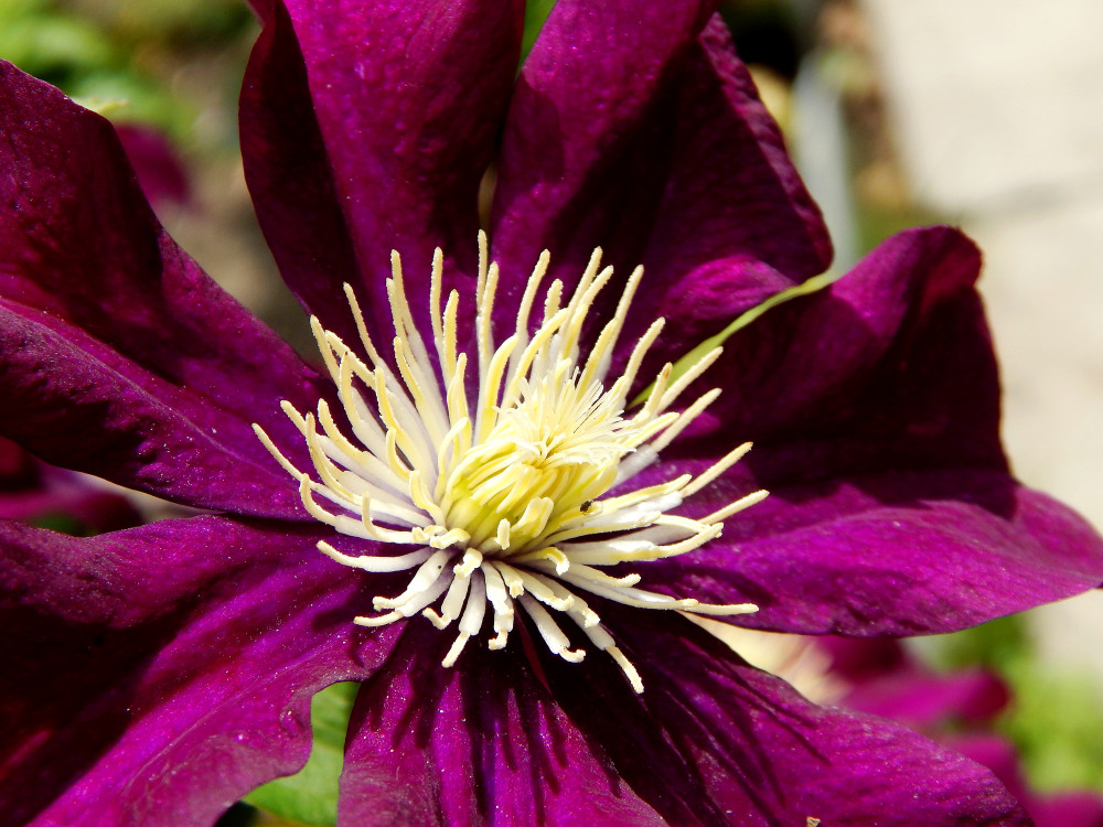Ernest Markham Clematis Vine - 2.5" Pot - Magenta-Red