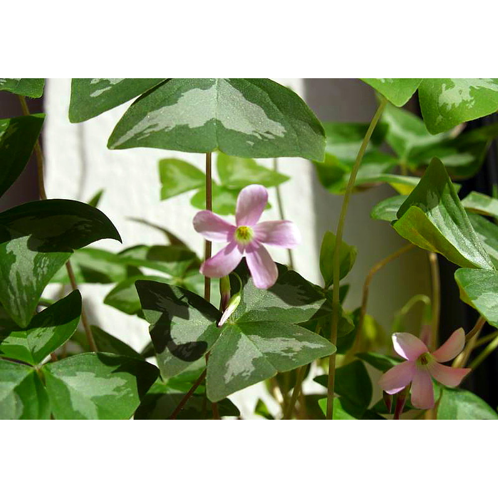 Silver Streak Fanny Shamrock - Large Pink/White Flowers - 10 Bulbs -Oxalis