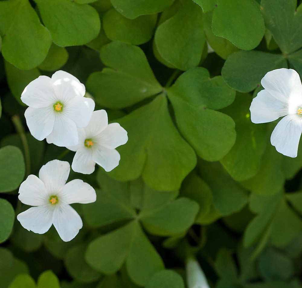 Lucky Green Shamrock - White Flowers/Edible Leaves - Oxalis regnelli - 10 Bulbs