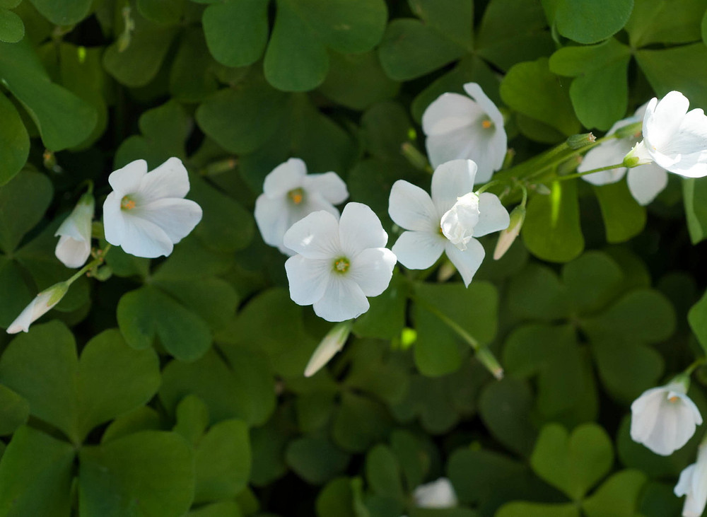 Lucky Green Shamrock - White Flowers/Edible Leaves - Oxalis regnelli - 10 Bulbs