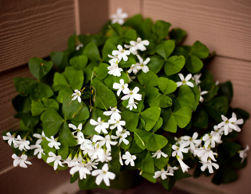 Lucky Green Shamrock - White Flowers/Edible Leaves - Oxalis regnelli - 10 Bulbs