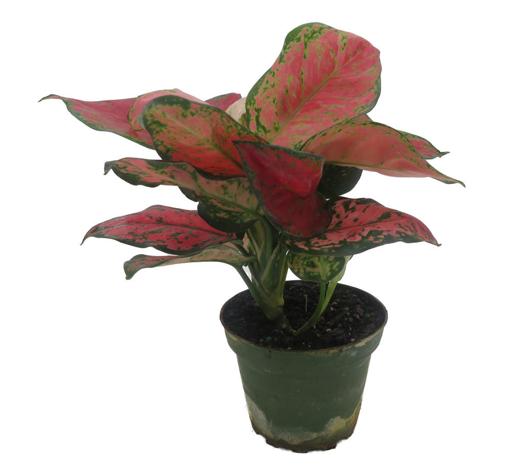 Black Maroon Chinese Evergreen Plant - Aglaonema - Grows in Dim Light - 4" Pot