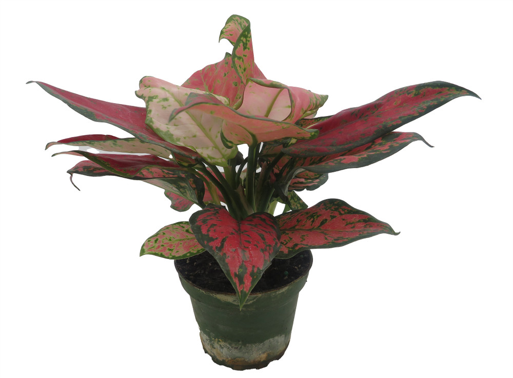 Black Maroon Chinese Evergreen Plant - Aglaonema - Grows in Dim Light - 4" Pot