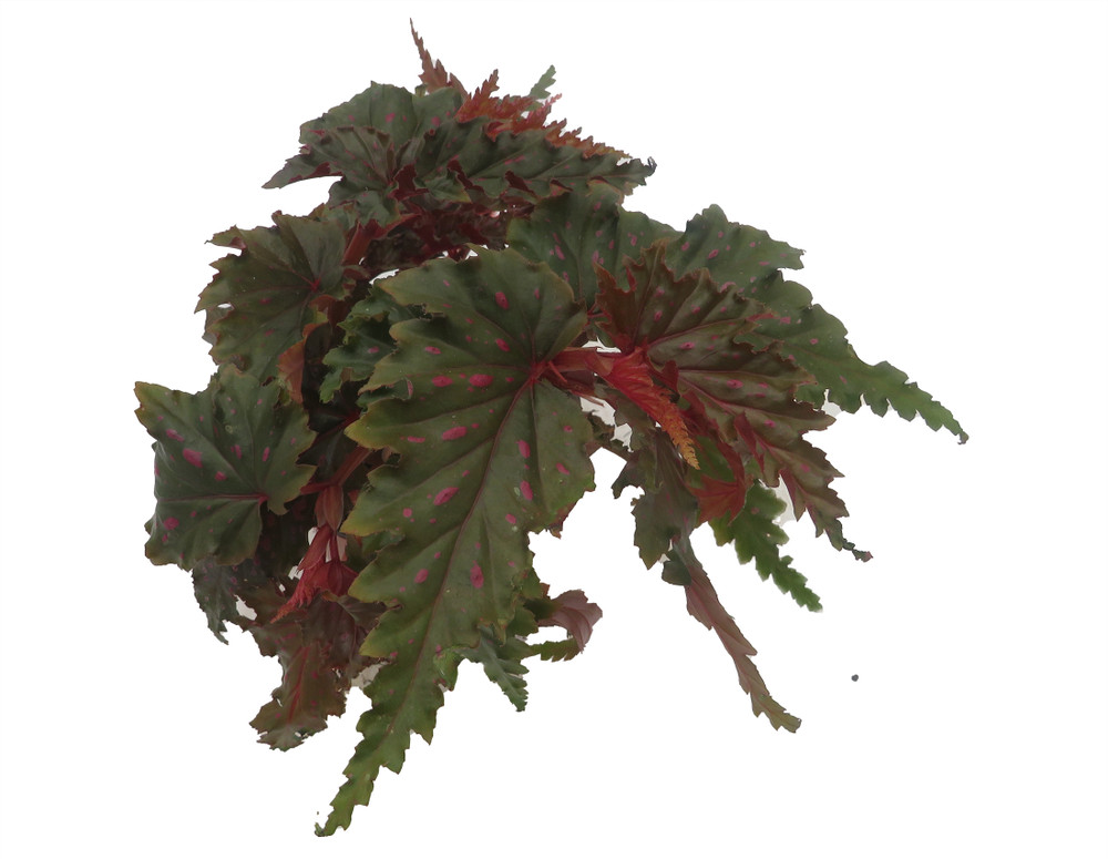 Sawtooth Begonia Plant - Begonia Serratipetala -4" Pot - Houseplant