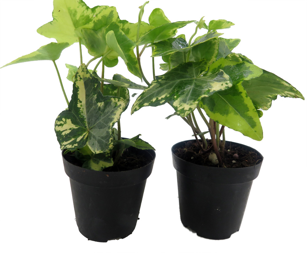 Gold Child English Ivy - Hardy Groundcover/House Plant -Sun/Shade-2 Pack 2" Pots