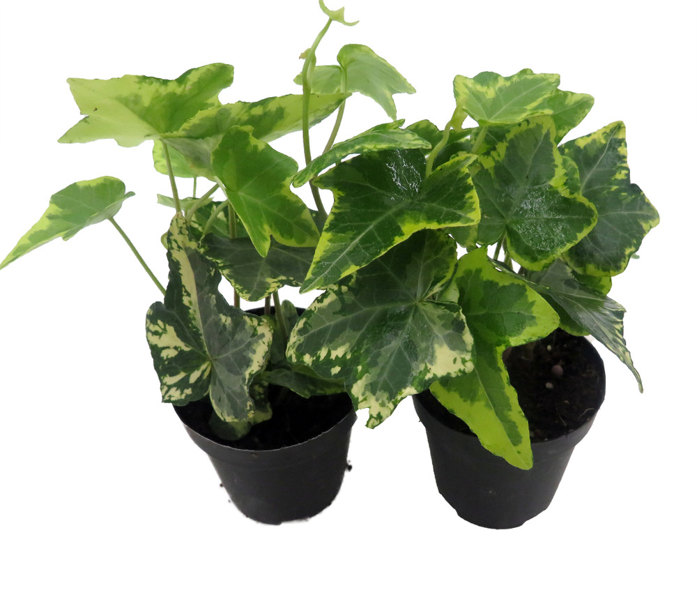 Gold Child English Ivy - Hardy Groundcover/House Plant -Sun/Shade-2 Pack 2" Pots
