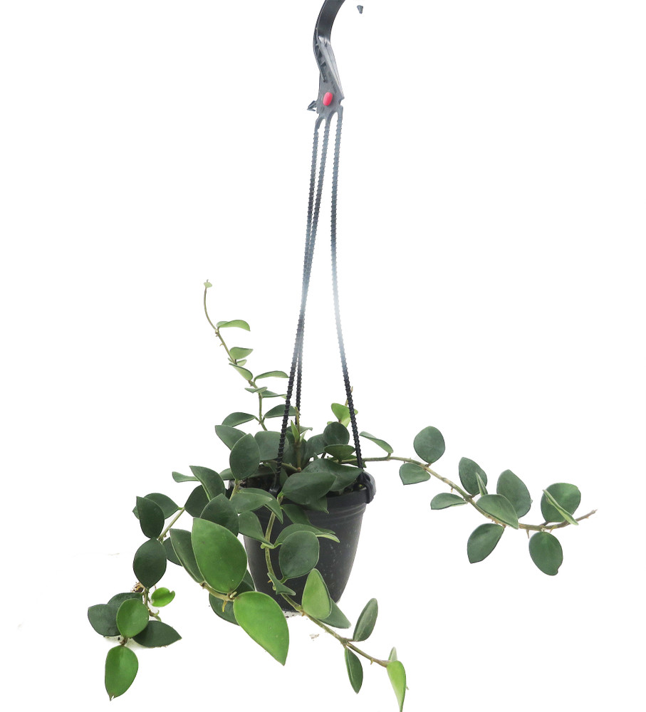 Nummularioides Hoya - 4" Hanging Basket