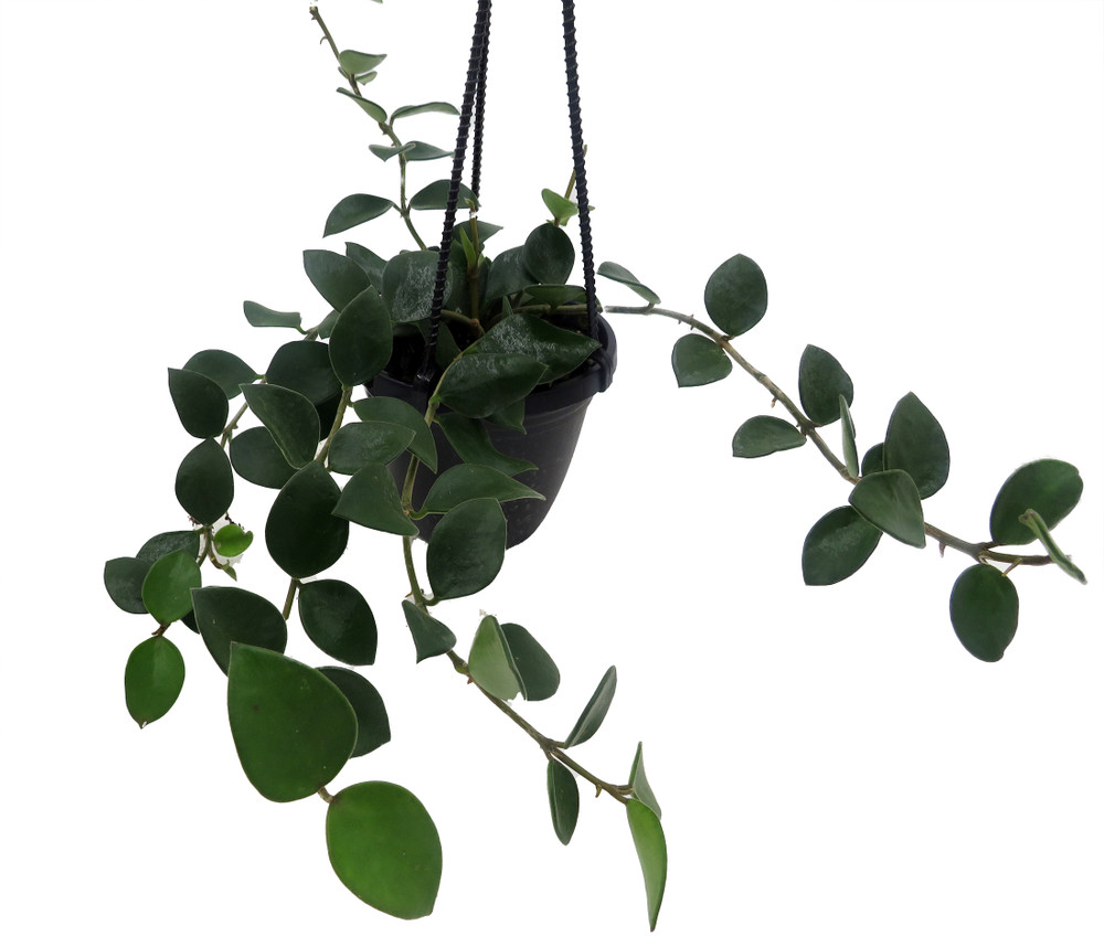 Nummularioides Hoya - 4" Hanging Basket