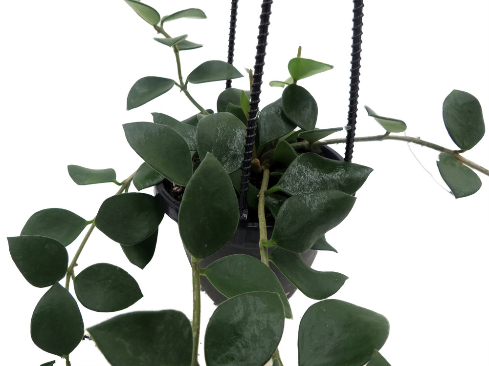 Nummularioides Hoya - 4" Hanging Basket