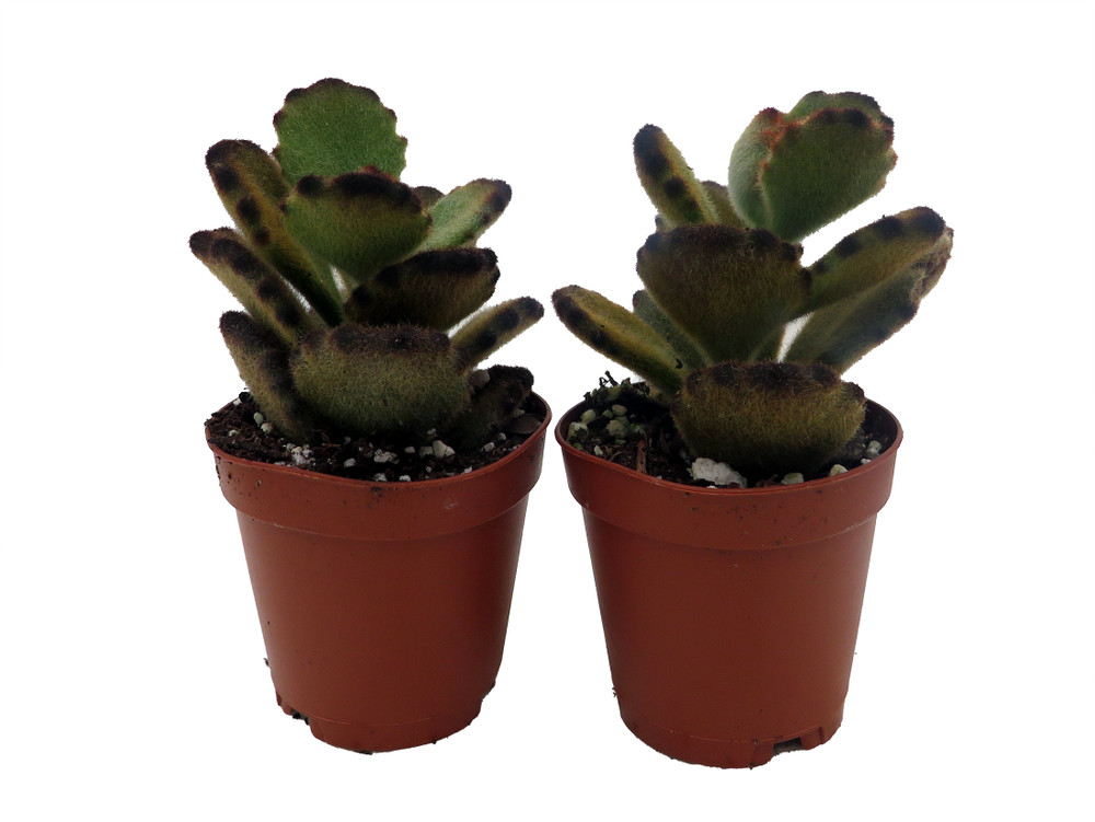 Teddy Bear - Kalanchoe tomentosa - 2 plants -2" pots