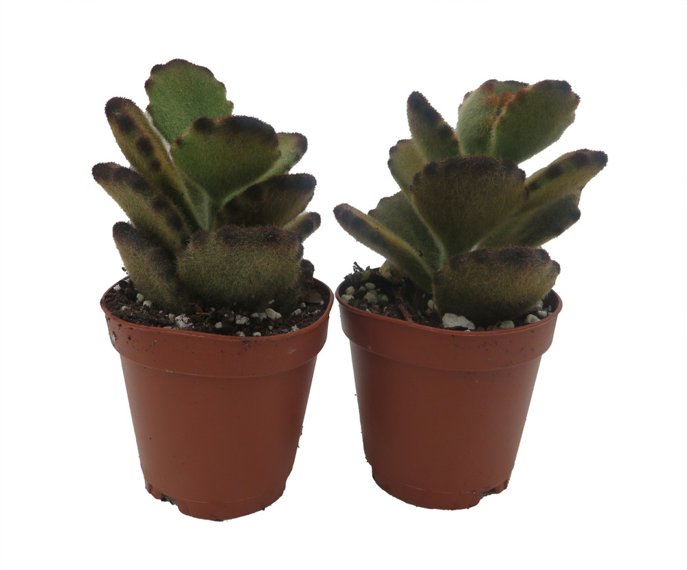 Teddy Bear - Kalanchoe tomentosa - 2 plants -2" pots