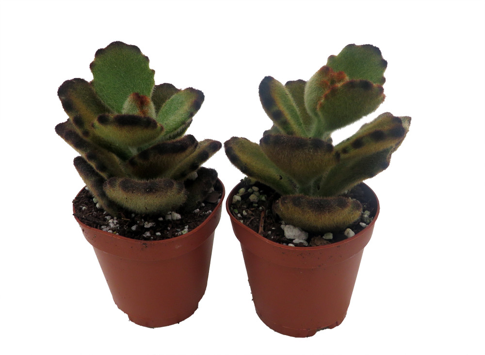 Teddy Bear - Kalanchoe tomentosa - 2 plants -2" pots