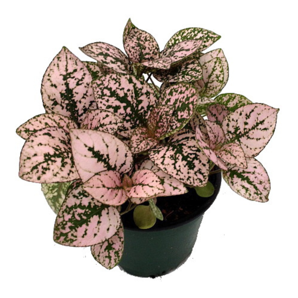 Pink Splash Polka Dot Plant - Hypoestes - Colorful House Plant - 3.5" Pot
