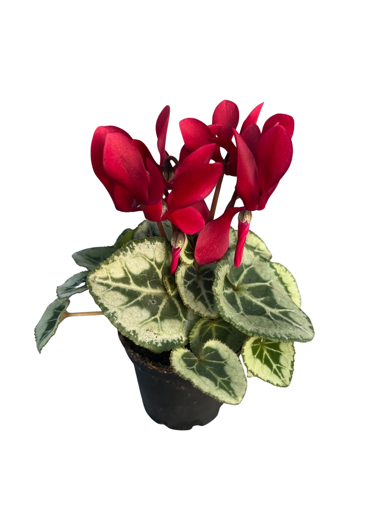 Maroon Persian Violet - Cyclamen - House Plant - 2.5" Pot