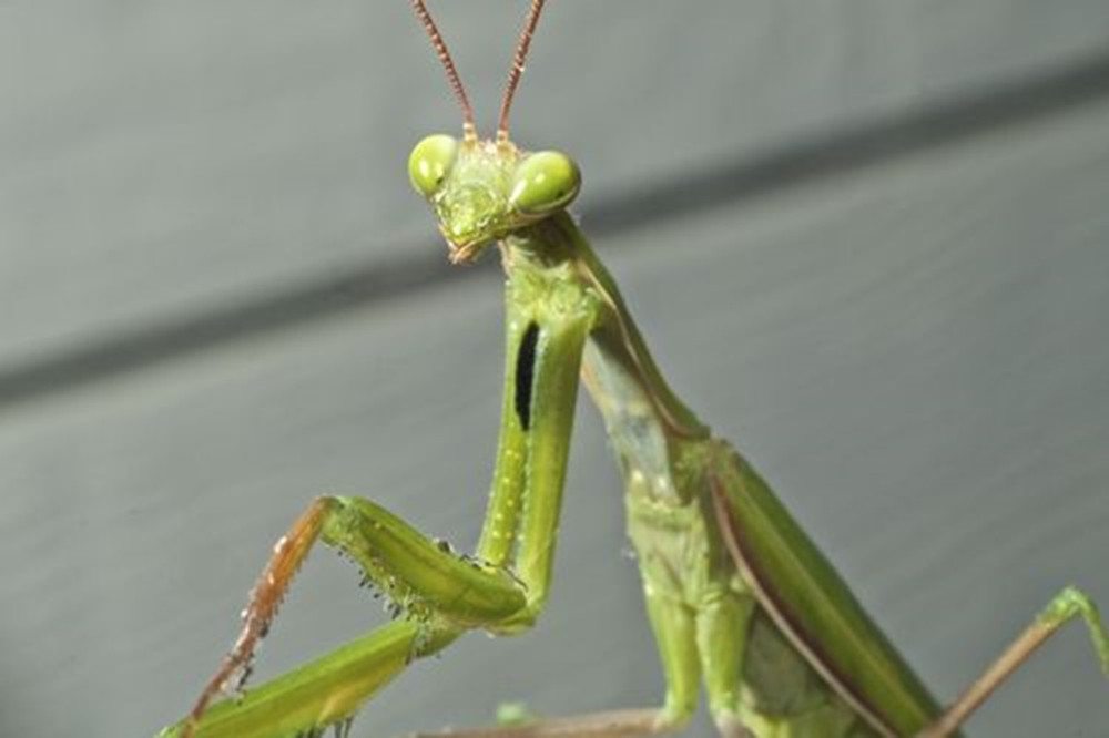 European Praying Mantis - 100-200 Babies with Hirt's Hatching Habitat - 2 Egg Cases