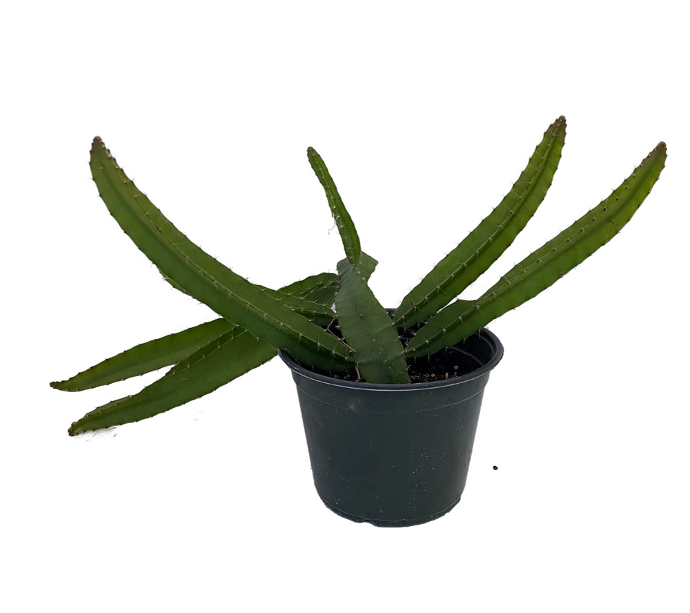 Dragon Fruit Plant - Hylocereus - Pitaya/Strawberry Pear - 4" Pot