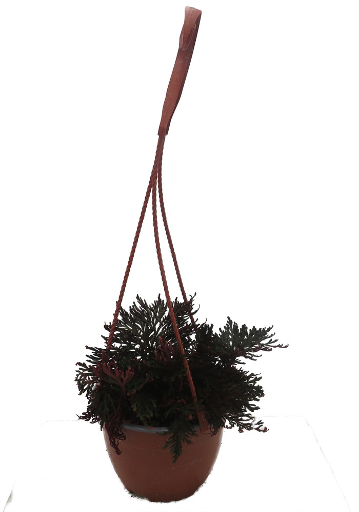 Ruby Red Club Moss - Selaginella - Exotic - Houseplant - 6" Hanging Basket