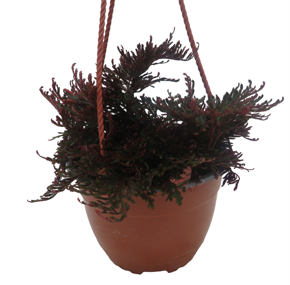 Ruby Red Club Moss - Selaginella - Exotic - Houseplant - 6" Hanging Basket