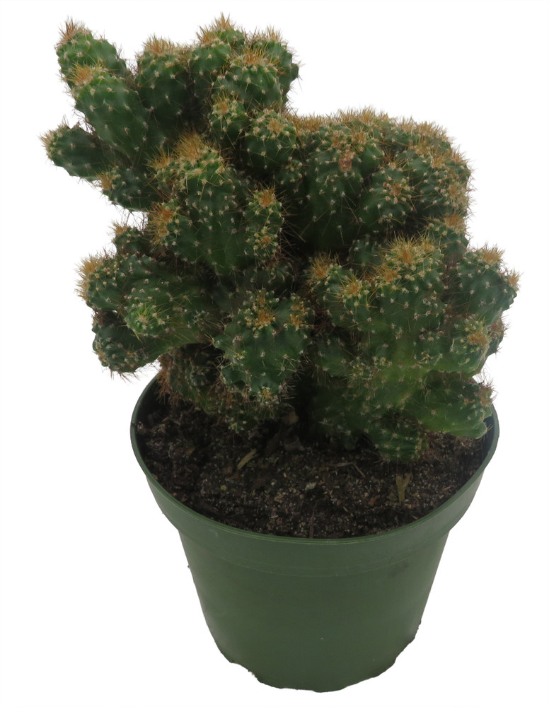 Crested Red Monstrous Cactus - Cereus Peruvianus - Houseplant/Terrarium/Fairy Garden - 4" Pot