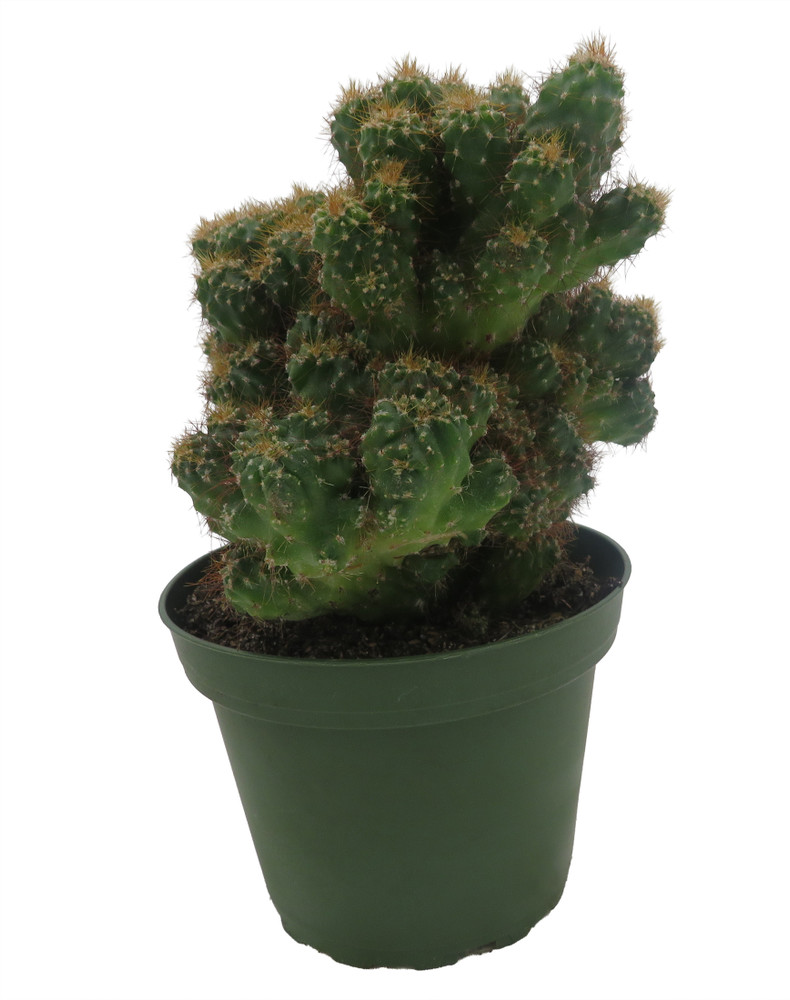 Crested Red Monstrous Cactus - Cereus Peruvianus - Houseplant/Terrarium/Fairy Garden - 4" Pot