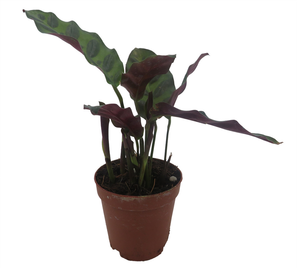 Rattlesnake Plant - Calathea lancifolia - Easy House Plant - 2" Pot