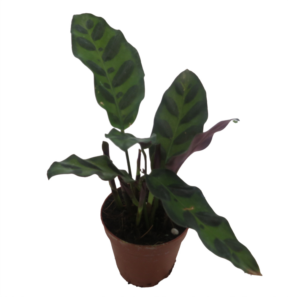 Rattlesnake Plant - Calathea lancifolia - Easy House Plant - 2" Pot