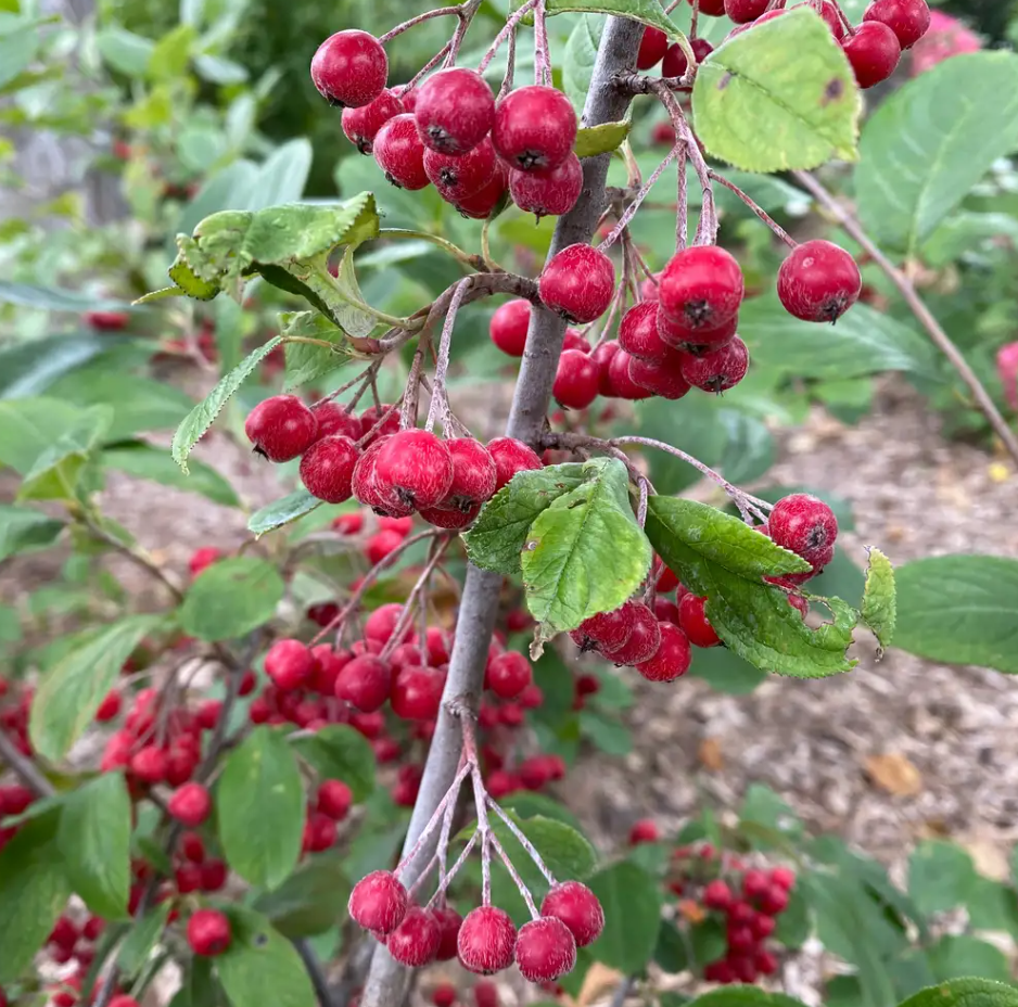 BERRY SCAPE® Chokeberry - 4" pot - Red Aronia - Proven Winners