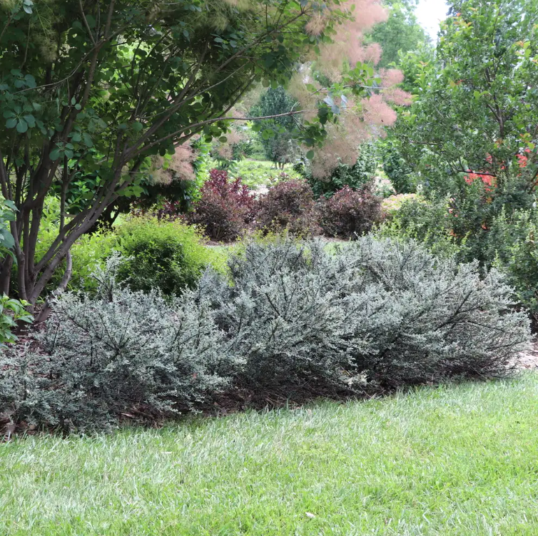 Silverstone™ Cotoneaster - 4" pot -Proven Winners