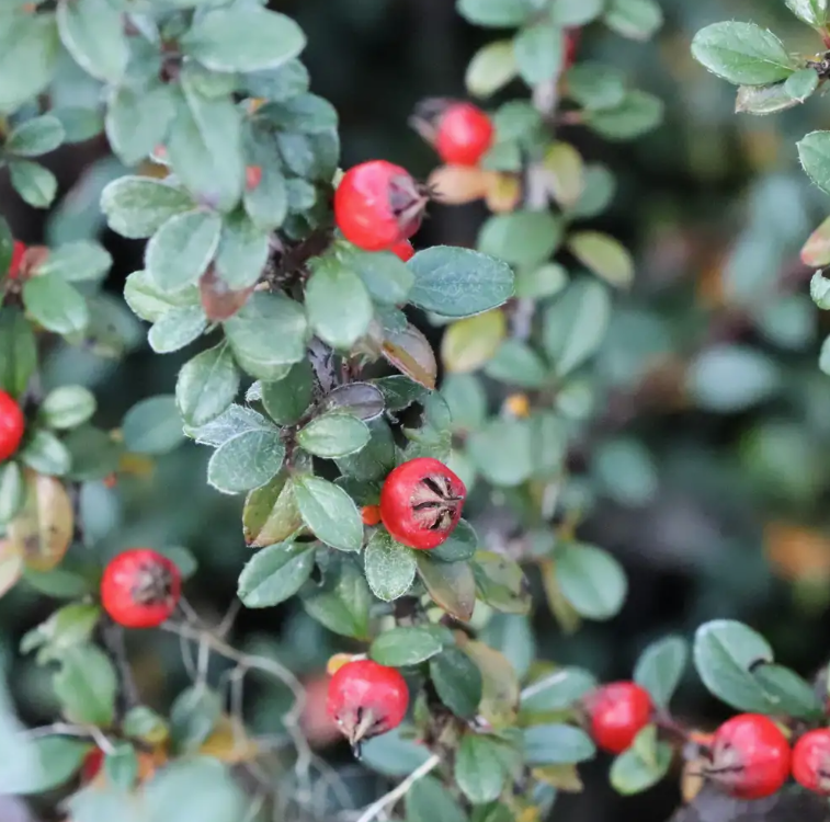 Silverstone™ Cotoneaster - 4" pot -Proven Winners