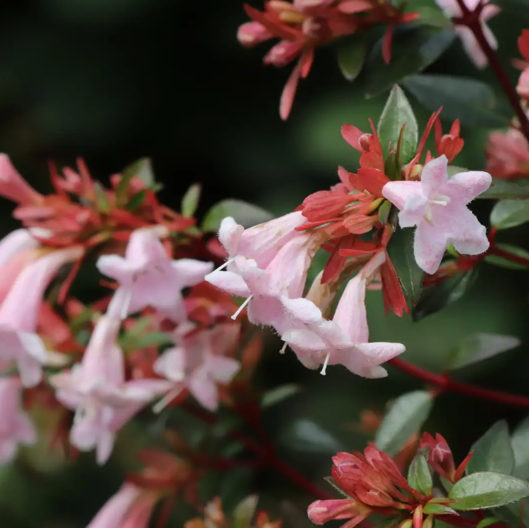 PINK PIÑATA™ Abelia - 4" Pot - Proven Winners