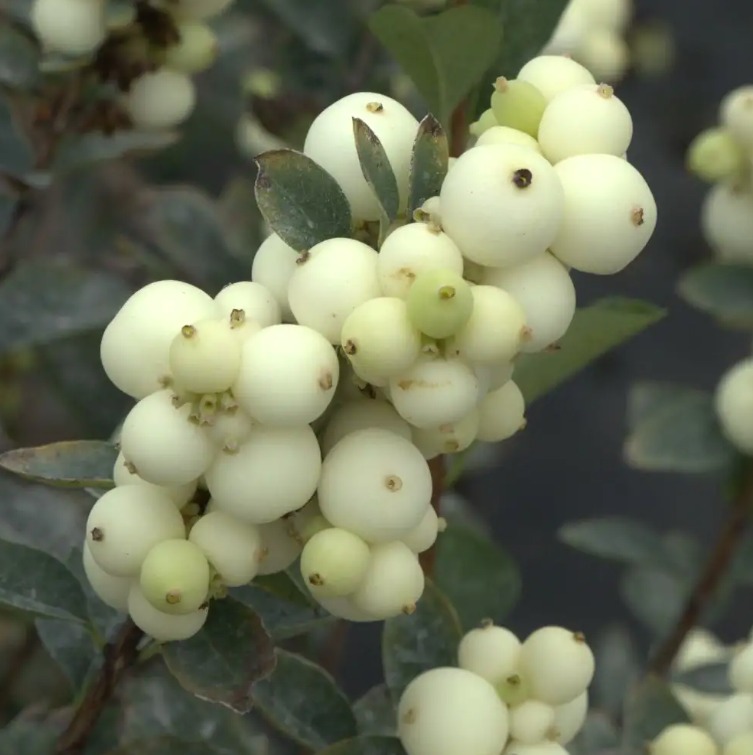 Proud Berry® Pearl- Snowberry - 4" Pot - Symphoricarpos - Proven Winners