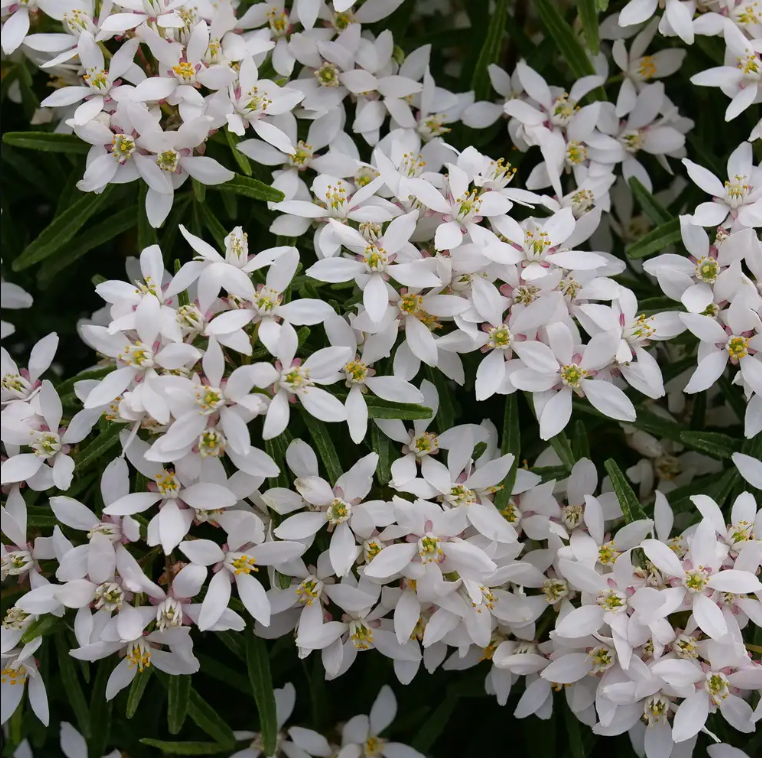 Pinball Blizzard™ Choisya - Mexican Orange - 4" Pot - Proven Winners