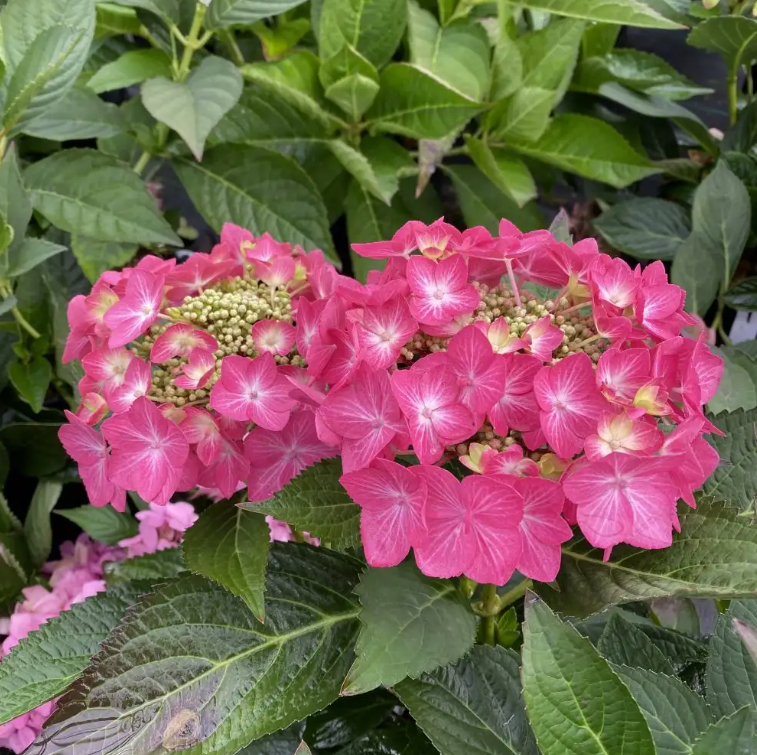 Let's Dance Hot Stepper™ Bigleaf Hydrangea - 4" pot - Proven Winners