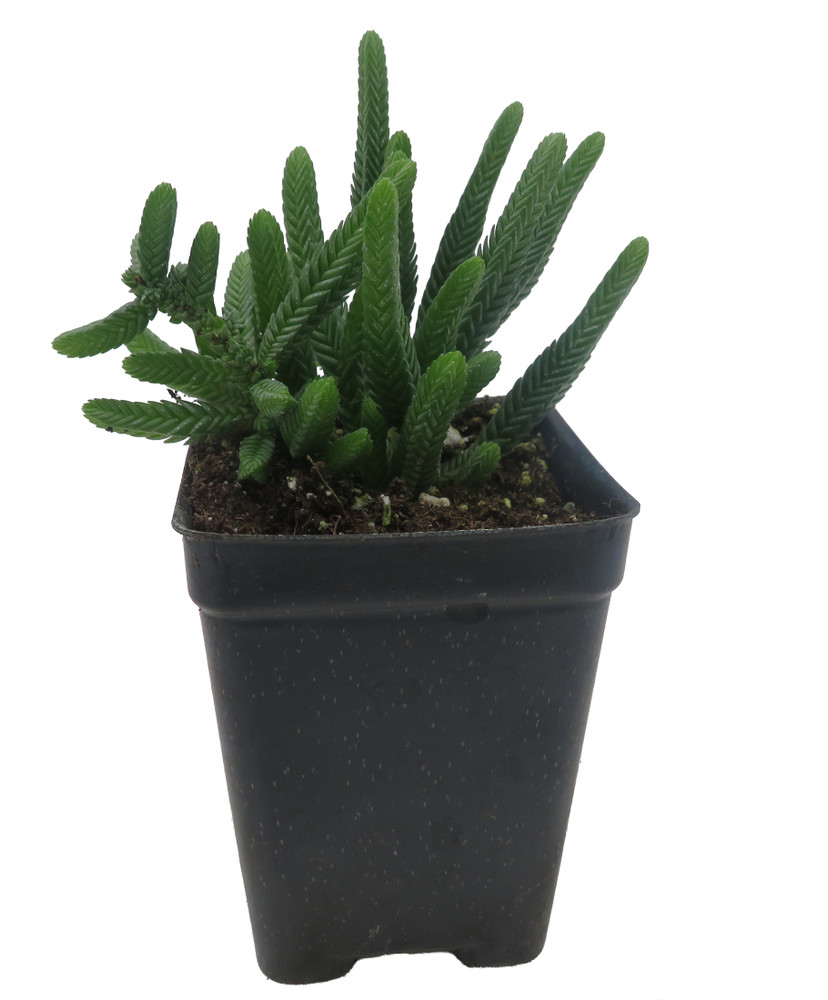 Watch Chain Crassula Plant - Crassula Miscosa- 2.5" Pot