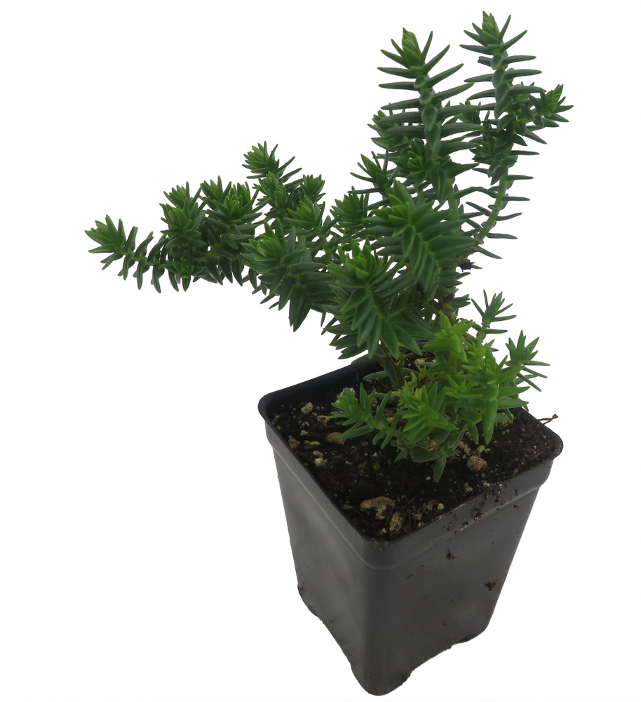 Mini Green Pogoda Crassula - Dependens Bolus- 2.5" Pot - Fairy Garden Plant