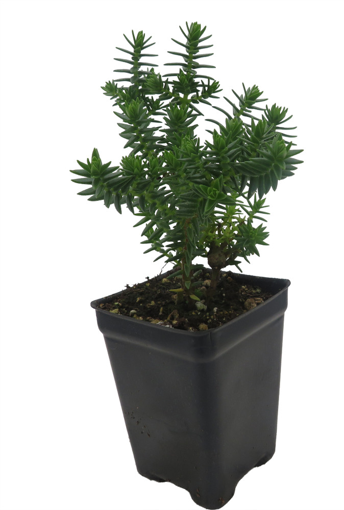 Mini Green Pogoda Crassula - Dependens Bolus- 2.5" Pot - Fairy Garden Plant