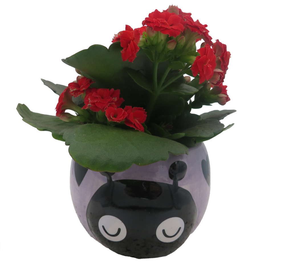 Purple Love Bug Ceramic Planter with Surprise Calandiva Plant